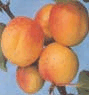 ũ
