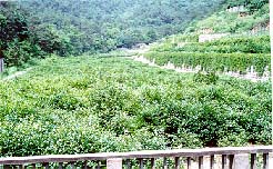 浙江杭州茶树圃