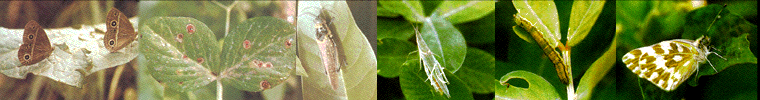 cropdisease.gif (97563 bytes)