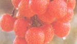 Litchi